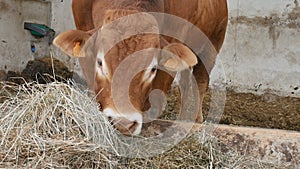 One red brown Limousin bull standing in the lair and eating hay. Eco farming, Chinese zodiac, symbol of the year