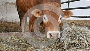 One red brown Limousin bull standing in the lair and eating hay. Eco farming, Chinese zodiac, symbol of the year