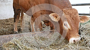 One red brown Limousin bull standing in the lair and eating hay. Eco farming, Chinese zodiac, symbol of the year