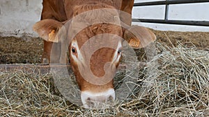 One red brown Limousin bull standing in the lair and eating hay. Eco farming, Chinese zodiac, symbol of the year