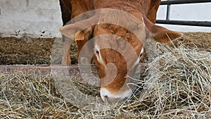 One red brown Limousin bull standing in the lair and eating hay. Eco farming, Chinese zodiac, symbol of the year