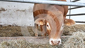 One red brown Limousin bull standing in the lair and eating hay. Eco farming concept