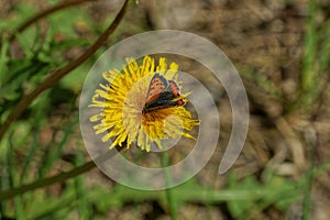 One red butterfly sits on small yellow flower dandelion