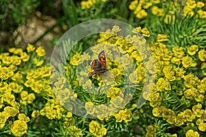 One red butterfly sits on small yellow flowers