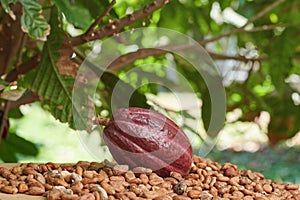One red cacao pod