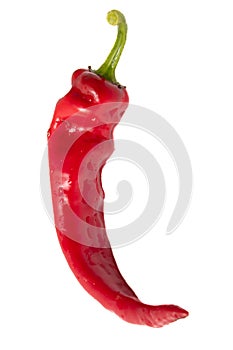 One red chili pepper isolated white background. Close-up