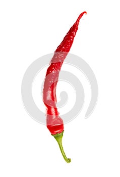 One red chili pepper isolated white background. Close-up