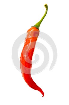 One red chili pepper isolated white background. Close-up