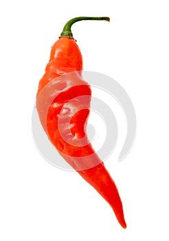 One red chili pepper isolated white background. Close-up