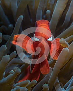 One red clown-fish looks at the camera, looking like an angry fish against the background of a sea anemone