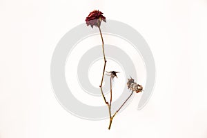 One red rose placed on a white background.