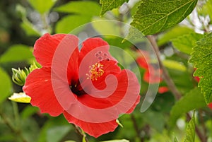 One red exotical flower