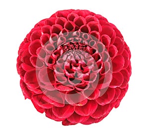 One red flower