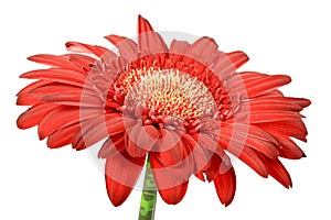 One red flower