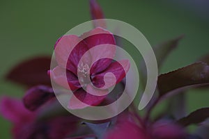 One red flower on a branch of an apple tree on a blurred background