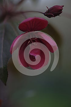 One red flower on a branch of an apple tree on a blurred background