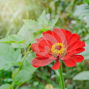 One red flower in the garden.