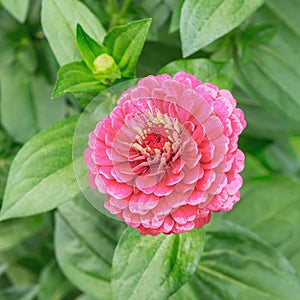 One red flower in the garden.