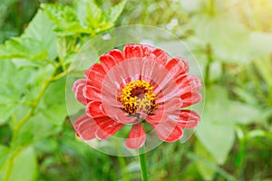 One red flower in the garden after rain