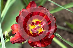 One red flower with green leaves