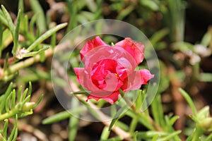 One red flower of Portulaca grandiflora in the garden