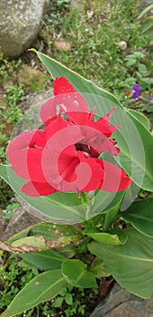 one red flower stalk