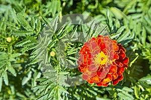 One red flower of Tagetes erecta growing in garden. Close-up marigold flowers. African marigold flower, Black Velvet