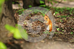 One red fluffy squirrel with cute tail sit on the ground and gnawing some nut while holding it in paws at sunny autumn