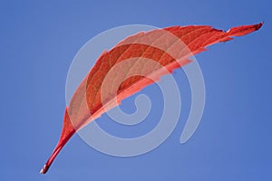 One red flying leaf