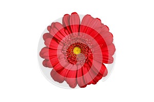 One red gerbera flower on white background isolated close up, orange gerber flower, scarlet daisy head top view, floral pattern