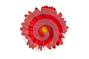 One red gerbera flower on white background isolated close up, orange gerber flower, scarlet daisy head top view, floral pattern