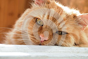 red-haired old cat close-up lies on the doorstep and is sad