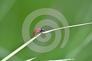 One red Harlekin -   Ladybird on plant in green nature  with many copy space