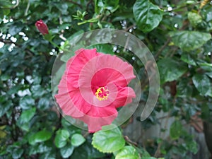 one red hibiscus flower with a yellow pistil that blooms