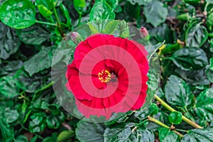 One red hibiscus rose-mallow flower, close-up