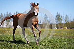 One red horse galloping on the pasture