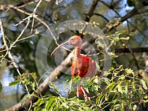 one Red Ibis, Eudocimus ruber, sits among the leaves on a tree and looks around