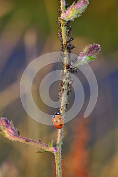 One red Ladybug     Coccinellidae    on plant with many aphids