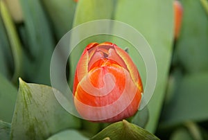 One red, large Tulip Bud in green leaves.