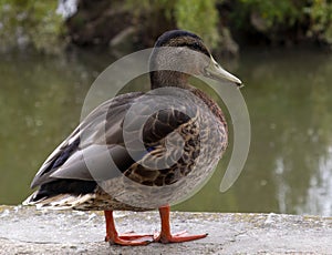 One red-legged duck wild duck by the village pond at the nest.