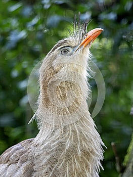 one Red-legged-Seriema, Cariama cristata, with red beak and raised head