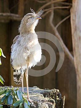 One Red-legged-Seriema, Cariama cristata, stands on a trunk and observes the surroundings