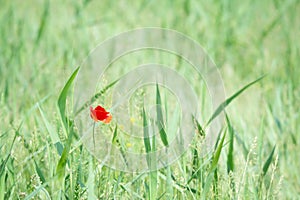 One red lonesome poppy in the grass