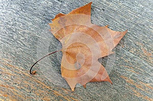 One red maple autumn leaf on wooden table like decoration