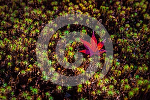 One red maple leaf on green moss