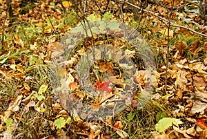 One red maple leaf on the ground with brown leave, green leaves, twigs, and grass in Kathio State Park, Minnesota