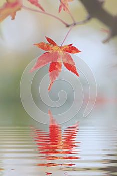 One red maple leaf reflecting in water