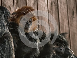 One red monkey among group of black monkeys.