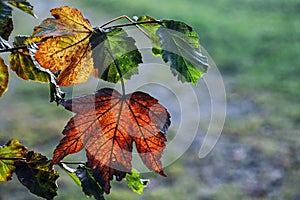 One red and one yellow autumn leaf backlit on a tree