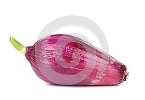 One red onion peeled.